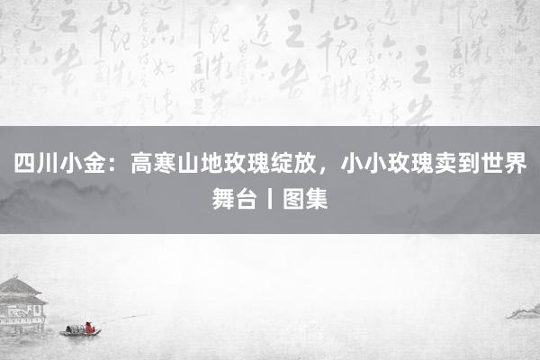 四川小金：高寒山地玫瑰绽放，小小玫瑰卖到世界舞台丨图集