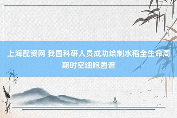 上海配资网 我国科研人员成功绘制水稻全生命周期时空细胞图谱